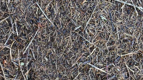 Closeup view of ants on a ant hill in the forest Stock Footage 283672926