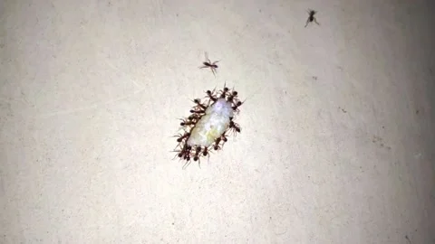 Closeup view of ants doing the hard work together as teamwork to carry food. Stock Footage 204765640