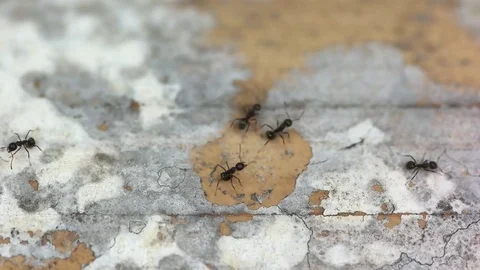 Closeup view of ants in the path Stock Footage 80299561