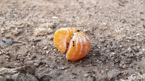 Closeup view on ants on tangerine Stock Footage 195287311