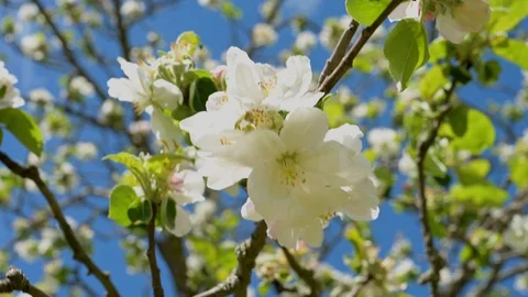 Closeup view of apple blossoms in spring from a fruit tree Stock Footage 129682541