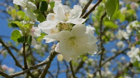 Closeup view of apple blossoms in spring from a fruit tree Stock Footage 129706925