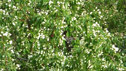 Closeup view of apple trees. Branches with many white buds Stock Footage