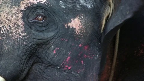 Closeup view of asian elephant head slowmo video with eye wink 動画素材 73011664
