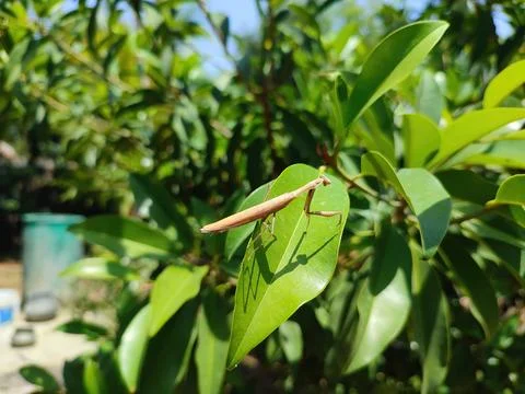 Closeup view of Asian Jumping Mantis on a leaf Stock Photos