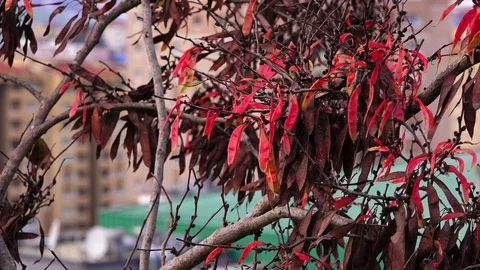 Closeup view of autumn tree branches 스톡 동영상 101825765