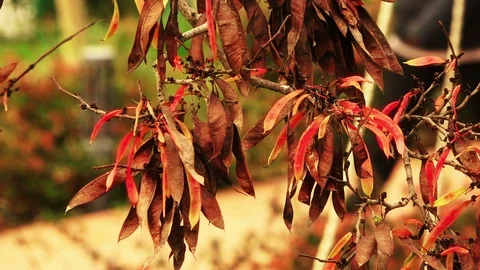 Closeup view of autumn tree branches with red foliages Video stock 103479275