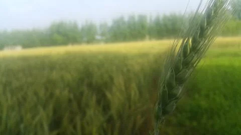 Closeup view of barley spikelets or rye in barley field. Foto stock