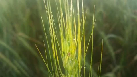 Closeup view of barley spikelets or rye in barley field. Stock Photos