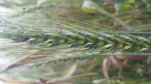 Closeup view of barley spikelets or rye in barley field. Stock Photos