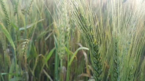 Closeup view of barley spikelets or rye in barley field. Stock Photos