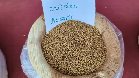 Closeup view of barnyard millet grain displayed at krishi mela showcasing s.. Vídeos de archivo 334554143