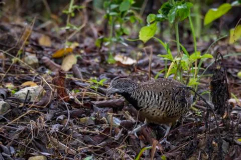 Closeup view of a Barred buttonquail Foto stock