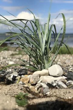 Closeup view of beachfront dune grass in stone pile and Baltic sea background  Stock Photos