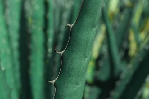 Closeup view of beautiful Agave leaf. Exotic plant Stock Photos