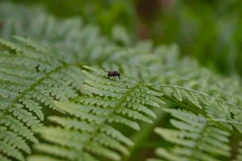 A closeup view of a beautiful beetle resting on delicate fern leaves found in Stock Photos