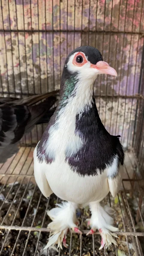 The Closeup View of Beautiful  Black and White Pigeon Bird Stock Footage 294255073