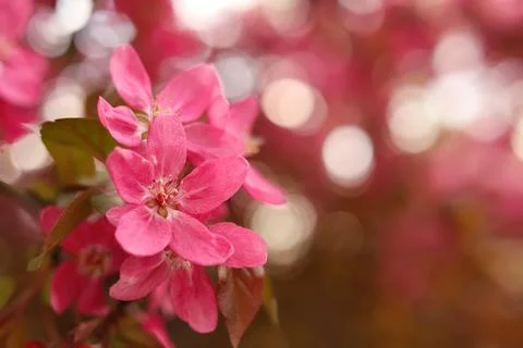 Closeup view of beautiful blossoming apple tree outdoors on spring day. Space Stock Photos