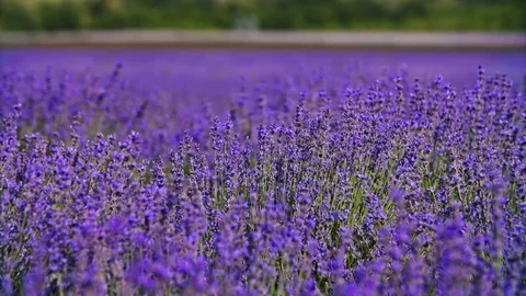 Closeup view of beautiful endless rows of blooming lavender flowers Stock Footage 119354838