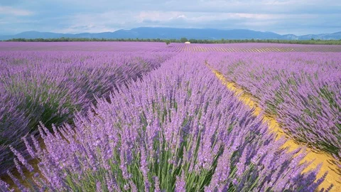 Closeup view of beautiful endless rows of blooming lavender flowers in a scented Stock Footage 120360184