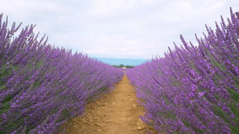 Closeup view of beautiful endless rows of blooming lavender flowers in a scented Stock Footage 138428285