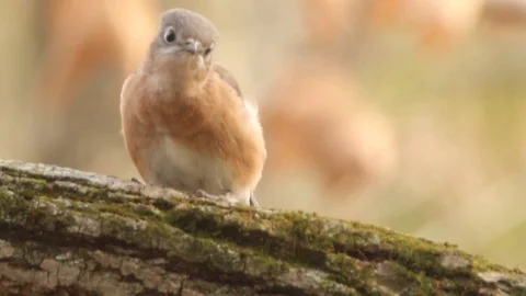 Closeup view of a beautiful female Eastern Bluebird 스톡 동영상 98137393