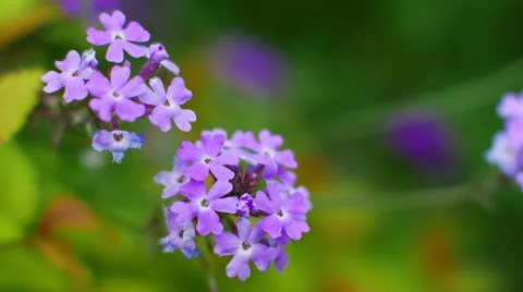 Closeup view of beautiful flowers of Spiraea japonica "Goldmound Stock Footage 65730130