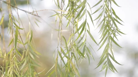 Closeup view of beautiful green leaves of weeping willow tree Stock Footage 153196742