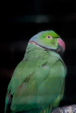 Closeup view of beautiful green parrot Stock Photos