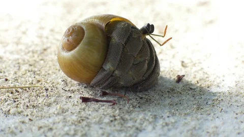 Closeup view of a beautiful hermit crab in the sand Stock Footage 83347563