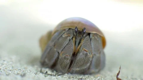 Closeup view of a beautiful hermit crab in the sand, shallow depth of field Video stock 83348146