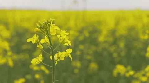 Closeup view of beautiful rapeseed. Stock Footage 132965848