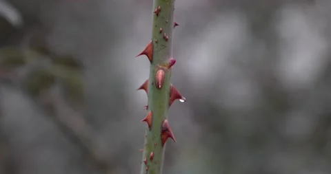 Closeup view of beautiful red thorns at stem of rose. Macro video. Slow motion. Stock Footage 168586379