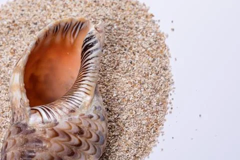 A closeup view of a beautiful seashell lying on a pile of sand isolated again Fotos de archivo