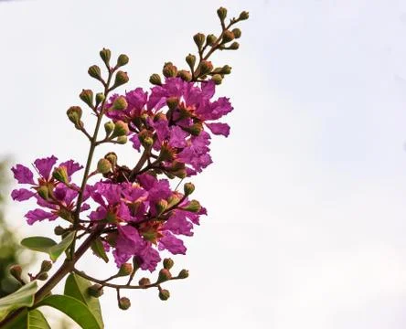 Closeup view of beautiful violet Crape Myrtle with clipping sky background. Stock Photos