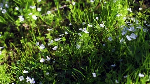 Closeup view of beautiful white spring flowers on fresh grass on sunny 스톡 동영상 154928529
