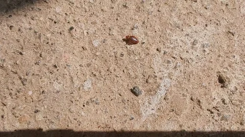 Closeup view of bed bug walking on ground surface showing insect detail and.. Vídeos de archivo 334795760