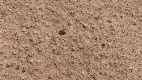 Closeup view of bed bug walking on ground surface showing insect detail and.. 스톡 동영상 334795761