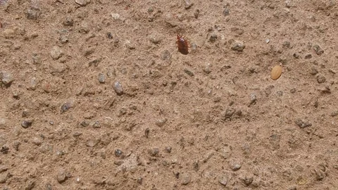 Closeup view of bed bug walking on ground surface showing insect detail and.. 스톡 동영상 334795764