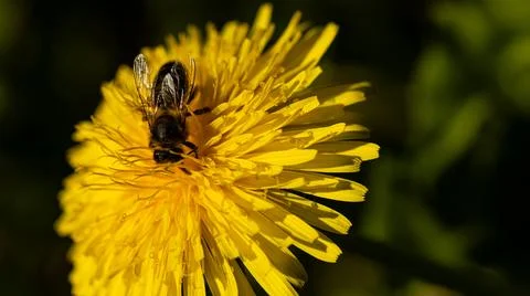 A closeup view of a bee busy pollinating a bright dandelion flower while bask Stock Photos