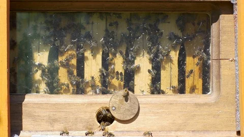 Closeup view of the bee hive Stock Footage 98118520