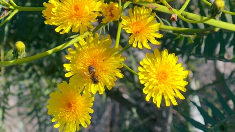 Closeup view of bees and yellow flowers in slow motion Stock Footage 170922699