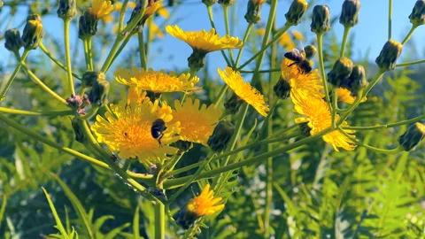 Closeup view of bees and yellow flowers in slow motion Stock Footage 170922823