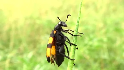 A closeup view of a beetle hanging from a grass Stock Footage 281721579