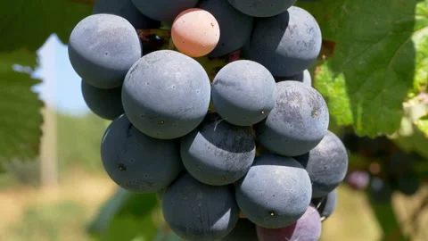 Closeup view of berries of blue grapes in Tuscany vineyards, Italy. Stock Footage 135496044