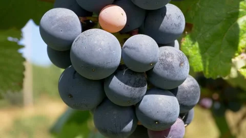 Closeup view of berries of blue grapes in Tuscany vineyards, Italy. Stock Footage 151496430