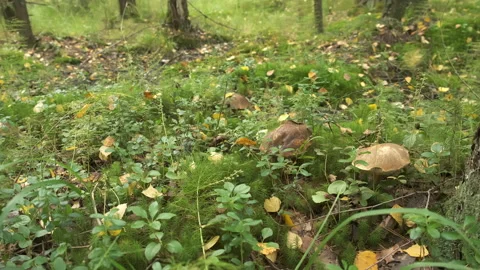 Closeup view of big brown edible mushrooms growing in autumn forest among grass. Video stock 145973597