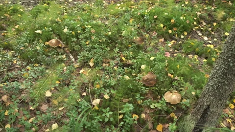 Closeup view of big brown edible mushrooms growing in autumn forest among grass. Vídeo Stock 146167514