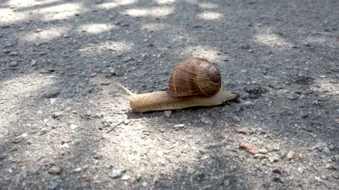 Closeup view of big brown snail walking slowly outdoor in garden Stock Footage 247320462