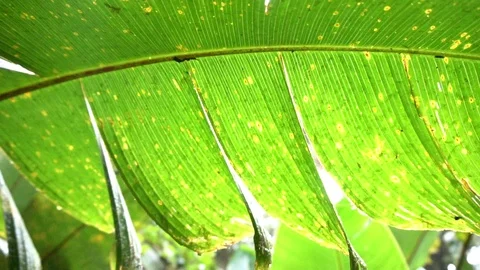 Closeup View Of Big Green Exotic Leaf [Slow Motion] Stock Footage 88961046
